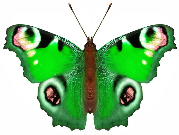 butterfly 1355 (3.0Х2.0)